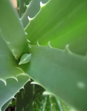 Fotografia 9 da espécie Aloe vera no Jardim Botânico UTAD