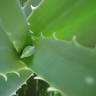 Fotografia 9 da espécie Aloe vera do Jardim Botânico UTAD