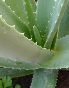Fotografia 1 da espécie Aloe vera no Jardim Botânico UTAD