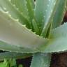 Fotografia 1 da espécie Aloe vera do Jardim Botânico UTAD