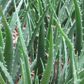 Fotografia da espécie Aloe vera