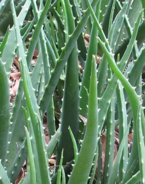 Fotografia 10 da espécie Aloe vera no Jardim Botânico UTAD