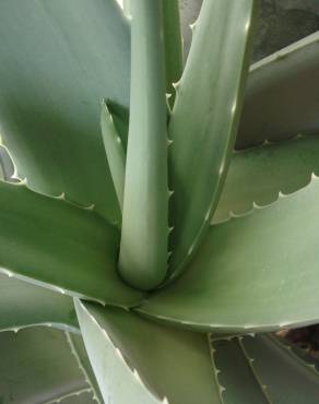 Fotografia 11 da espécie Aloe vera no Jardim Botânico UTAD