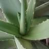 Fotografia 11 da espécie Aloe vera do Jardim Botânico UTAD