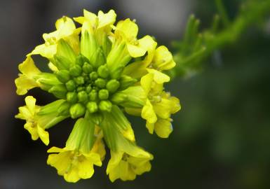 Fotografia da espécie Alyssum alyssoides