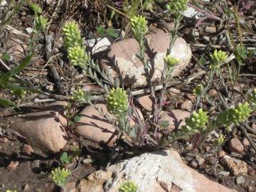 Fotografia da espécie Alyssum alyssoides