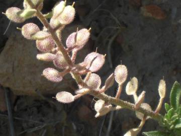 Fotografia da espécie Alyssum alyssoides