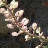 Fotografia 4 da espécie Alyssum alyssoides do Jardim Botânico UTAD