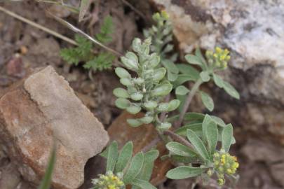 Fotografia da espécie Alyssum alyssoides