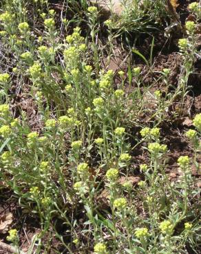 Fotografia 6 da espécie Alyssum alyssoides no Jardim Botânico UTAD