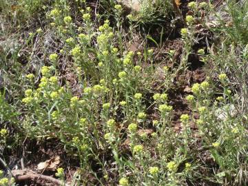 Fotografia da espécie Alyssum alyssoides