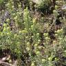 Fotografia 6 da espécie Alyssum alyssoides do Jardim Botânico UTAD