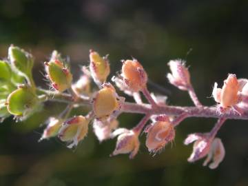 Fotografia da espécie Alyssum alyssoides