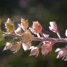 Fotografia 7 da espécie Alyssum alyssoides do Jardim Botânico UTAD