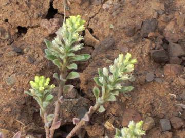 Fotografia da espécie Alyssum alyssoides