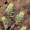 Fotografia 8 da espécie Alyssum alyssoides do Jardim Botânico UTAD