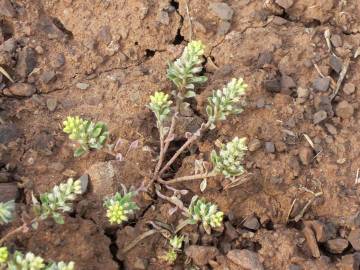 Fotografia da espécie Alyssum alyssoides