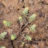 Fotografia 9 da espécie Alyssum alyssoides do Jardim Botânico UTAD