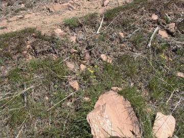 Fotografia da espécie Alyssum alyssoides