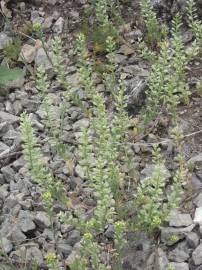 Fotografia da espécie Alyssum alyssoides