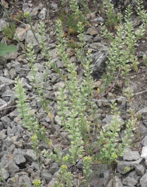 Fotografia 11 da espécie Alyssum alyssoides no Jardim Botânico UTAD