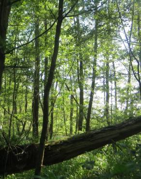 Fotografia 6 da espécie Alnus glutinosa no Jardim Botânico UTAD