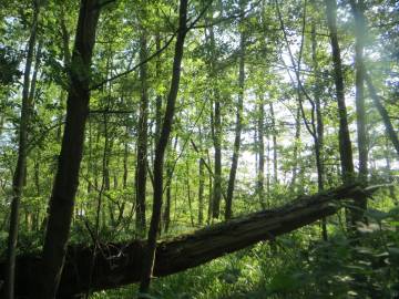 Fotografia da espécie Alnus glutinosa