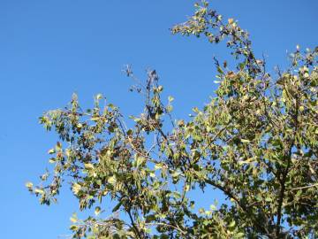 Fotografia da espécie Alnus glutinosa