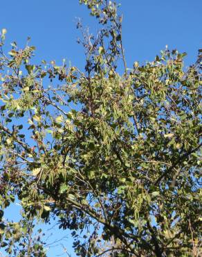 Fotografia 8 da espécie Alnus glutinosa no Jardim Botânico UTAD