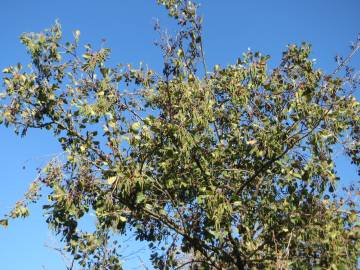 Fotografia da espécie Alnus glutinosa