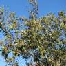 Fotografia 8 da espécie Alnus glutinosa do Jardim Botânico UTAD