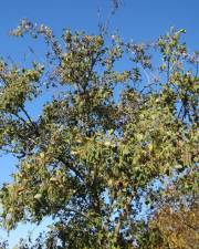 Fotografia da espécie Alnus glutinosa