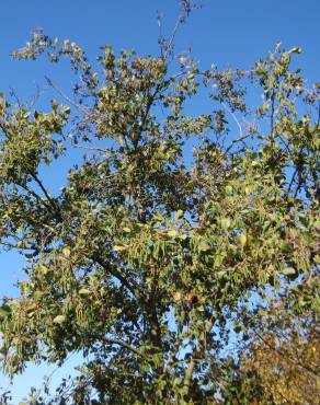 Fotografia 1 da espécie Alnus glutinosa no Jardim Botânico UTAD