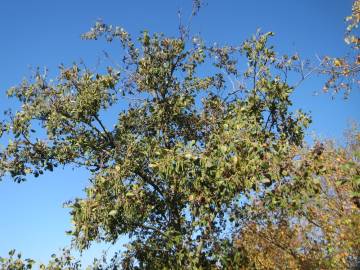 Fotografia da espécie Alnus glutinosa