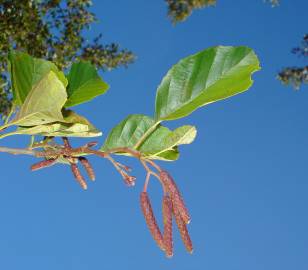 Fotografia da espécie Alnus glutinosa