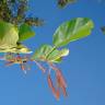 Fotografia 9 da espécie Alnus glutinosa do Jardim Botânico UTAD