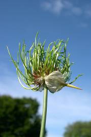 Fotografia da espécie Allium vineale