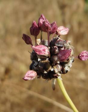 Fotografia 3 da espécie Allium vineale no Jardim Botânico UTAD