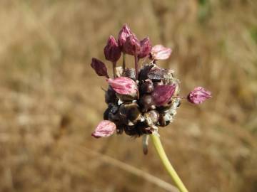 Fotografia da espécie Allium vineale