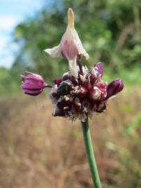 Fotografia da espécie Allium vineale