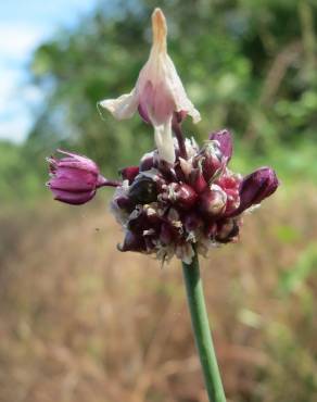 Fotografia 4 da espécie Allium vineale no Jardim Botânico UTAD