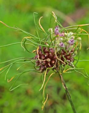 Fotografia 1 da espécie Allium vineale no Jardim Botânico UTAD