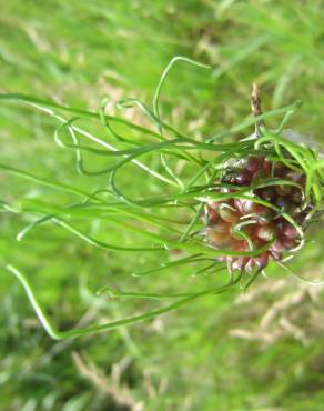 Fotografia 7 da espécie Allium vineale no Jardim Botânico UTAD