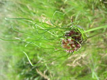 Fotografia da espécie Allium vineale