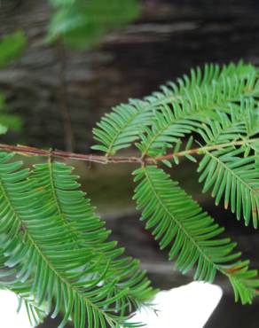 Fotografia 2 da espécie Metasequoia glyptostroboides no Jardim Botânico UTAD