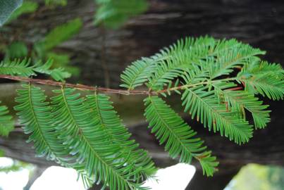 Fotografia da espécie Metasequoia glyptostroboides