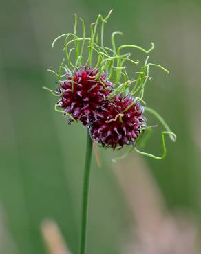Fotografia 8 da espécie Allium vineale no Jardim Botânico UTAD