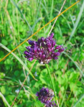 Fotografia 9 da espécie Allium vineale no Jardim Botânico UTAD