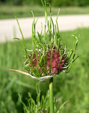 Fotografia 10 da espécie Allium vineale no Jardim Botânico UTAD