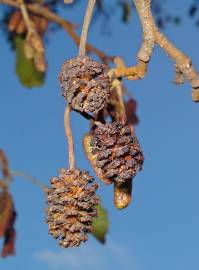 Fotografia da espécie Alnus glutinosa